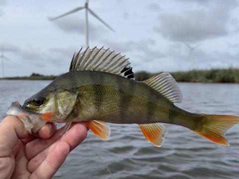 Aborre ved Vonå Engbo og Madpakkehus