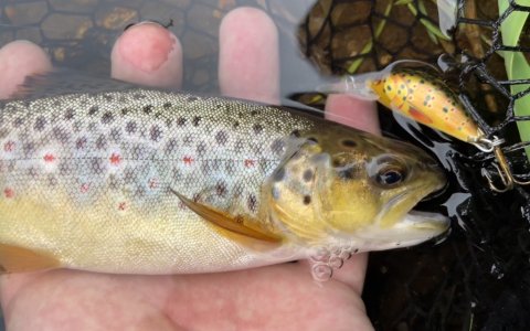 Bækørred fra Hover Å