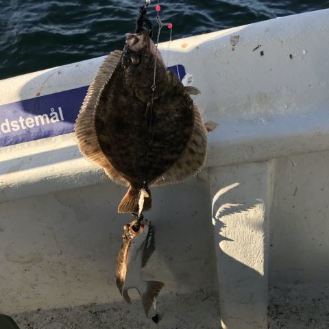 Langelandsbæltet Felix fiskeri rødspætte skrubbe ising