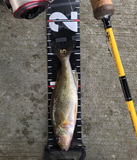 hork kaulbarsch ruffe angeln vestjylland fiskeri orm wurm