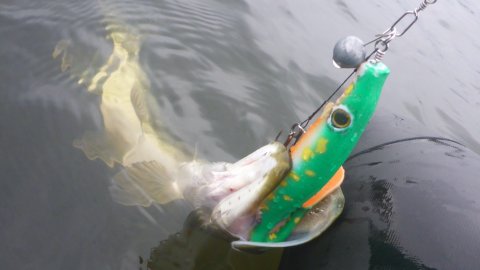 gedde premiere Borbjerg møllesø pigshad flydering