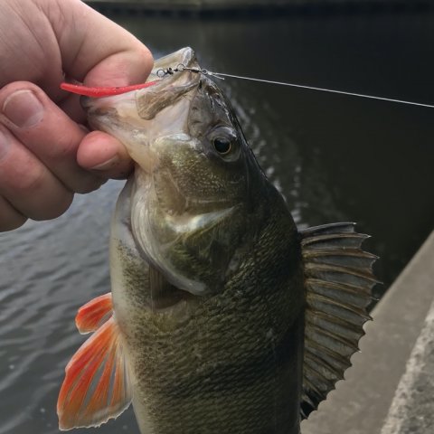 aborre high5lures vonåen vestjylland