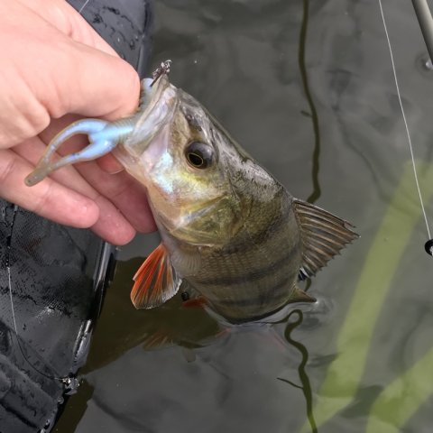 aborre flydering vonå