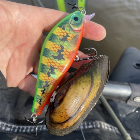 Musling kroget af Rapala-wobler