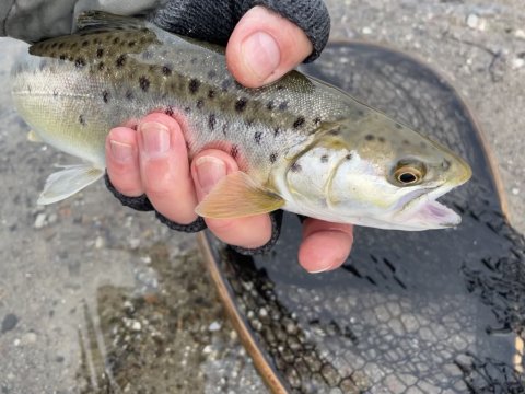 Havørred lige under målet - catch and release