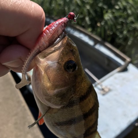 perch barsch vestjylland fishing in Denmark