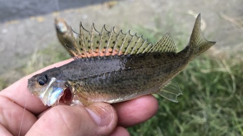 hork lystfiskeri Vestjylland vonå medefiskeri