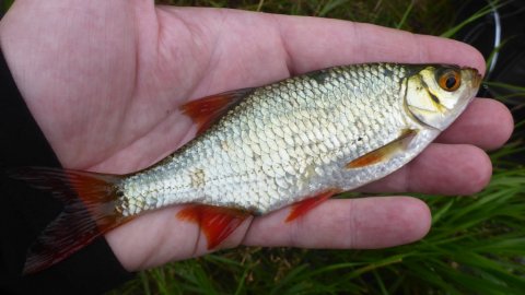 rudskalle medefiskeri majs vestjylland