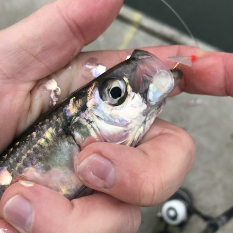 sild fiskeri hvide sande visit Denmark