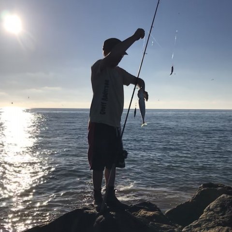 Friskfanget makrel til Kasper