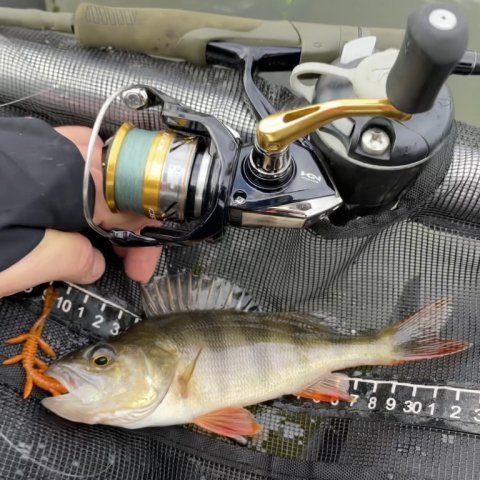 Størrelse er ikke alt - aborrerne er ikke voldsomt store