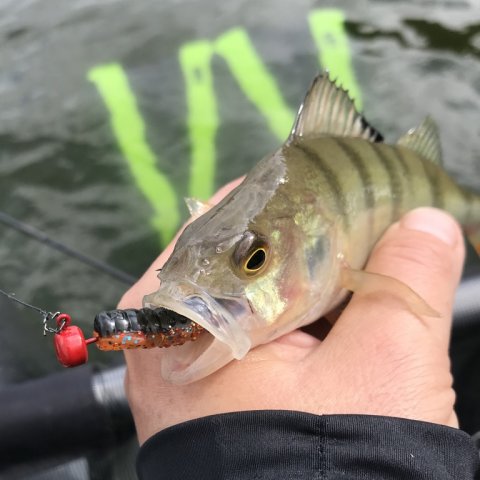 aborre nedrig spinnefiskeri skovsø