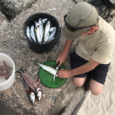 fiskefoto.dk makrel filet rense fisk mole