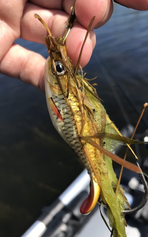 rapala grødefri geddefiskeri vestjylland