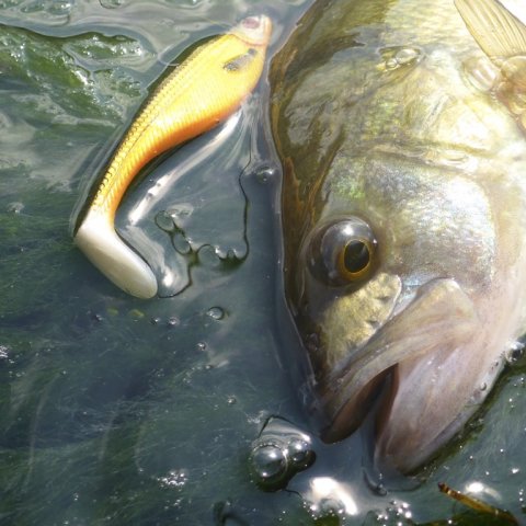 aborre ringkøbing havn fiskeri barsch