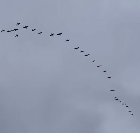 Formation af gæs over Husby Strand