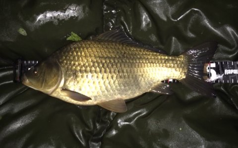 karusse karpe hybrid medefiskeri natfiskeri