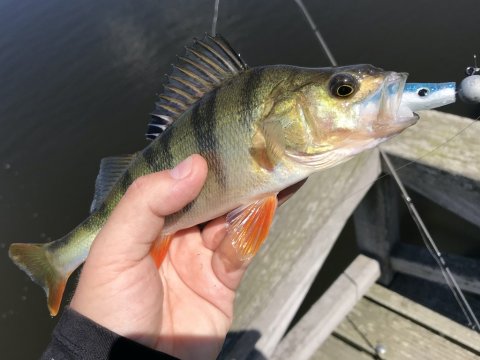 piglet shad aborre barsch perch vonå Vestjylland jig spinnefiskeri