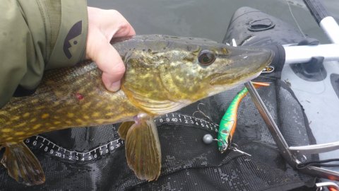 gedde premiere Borbjerg møllesø pigshad flydering