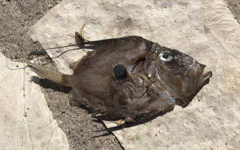 john dory sivota harbour angeln greece fishing