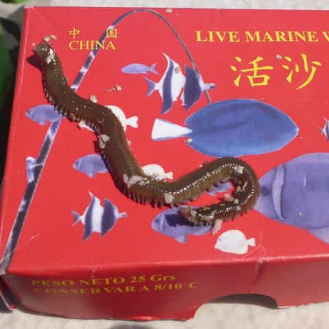 live bait sivota harbour fishing angeln light bottom fishing