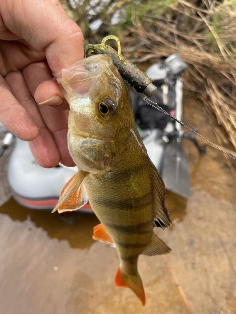 Turens første aborre