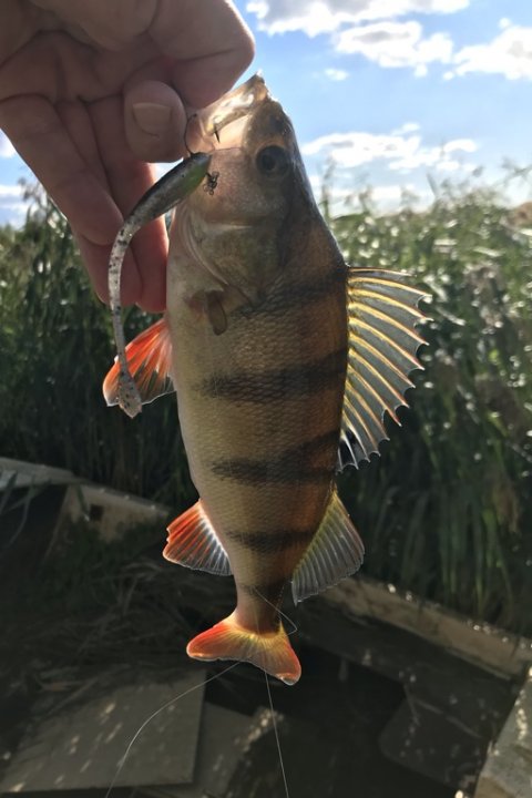 vonå aborre perch bars fiskeri Vestjylland 