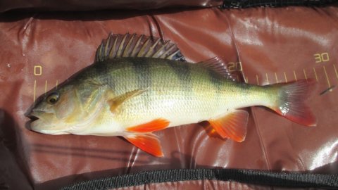 aborre vonå high5lures