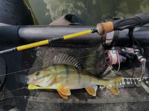 aborre fiskeri flydering ringkøbing havn