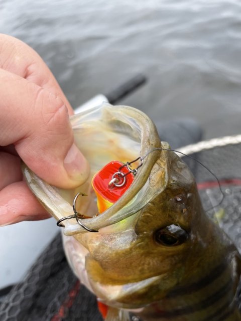 Første aborre på popper - lækkert sæt striber