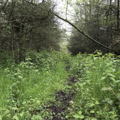 hemmelig sø den gamle grusgrav