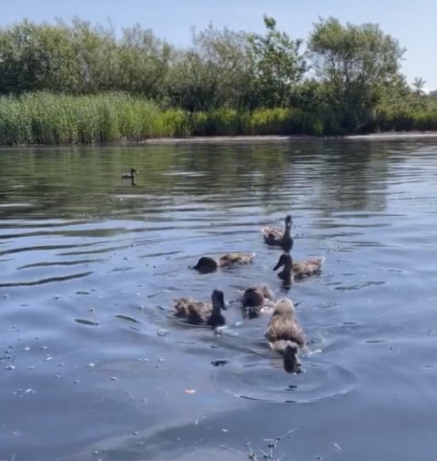 Gråand - fodring af ællinger - Sunds Sø