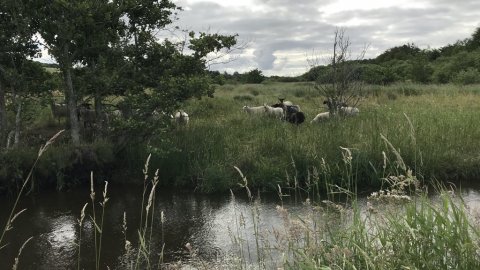 hover å bækørred Vestjylland lystfiskeri