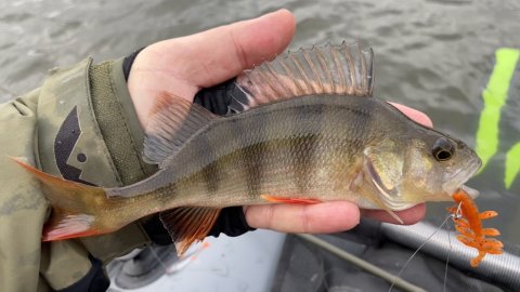 En stribet bandit over 20 cm