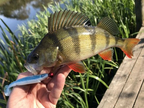 piglet shad aborre skjern Vestjylland fiskeri barsch perch cwc strike pro