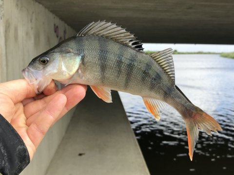 aborre vonå lystfiskeri Vestjylland medefiskeri
