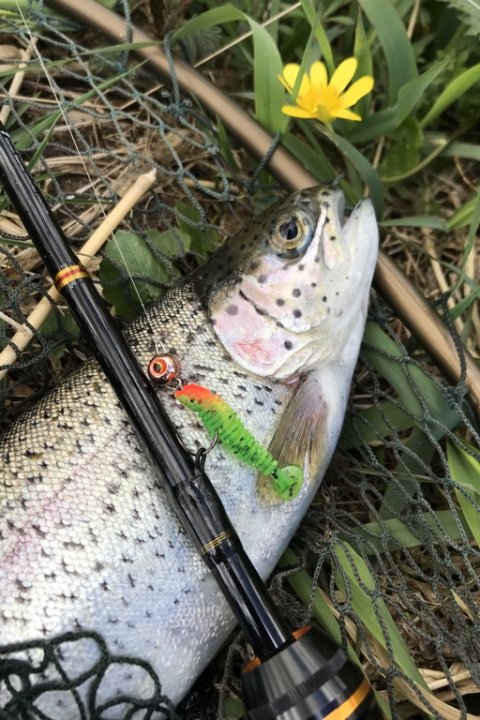 regnbueørred på gummi