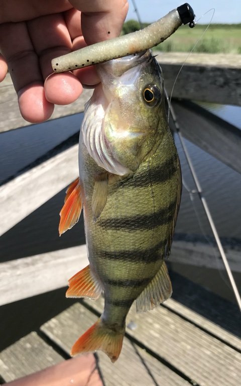 aborre perch barsch vestjylland z-man finesse nedrig trd