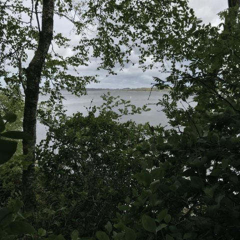 limfjorden havørred hornfisk