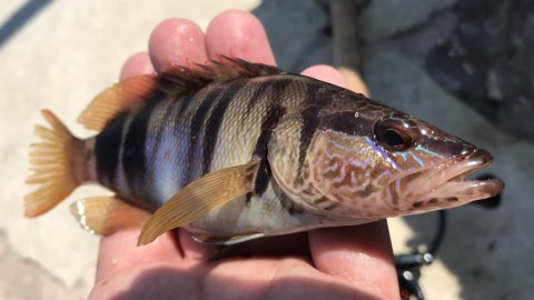 painted comber sivota harbour fishing angeln