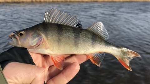 aborre ormefiskeri vestjylland lystfiskeri vonå