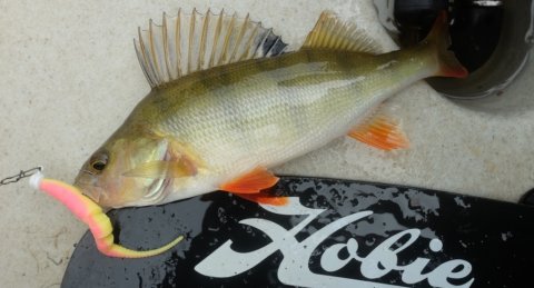 aborre fiskefoto.dk lystfiskeri vestjylland ringkøbing fjord