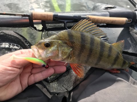 high5lures shad7 vonå perch barsch