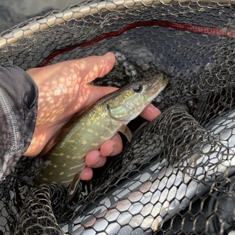 Lille gedde i første kast - på aborrejiggen