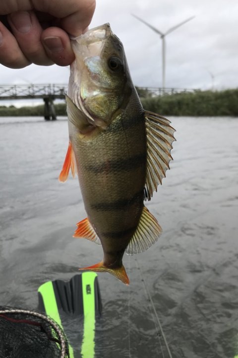 sorte striber rovfisk Vestjylland spinnefiskeri