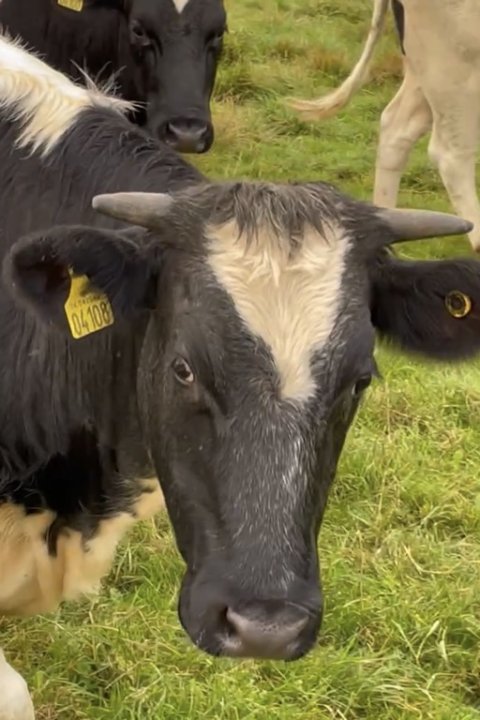 Nysgerrige kvier blokerer vandringen ved åen