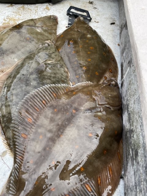 Dagens fangst af skrubbe og rødspætte