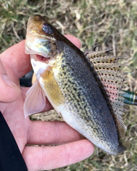 hork Ruffe vestjylland fiskeri vonå orm bundrig