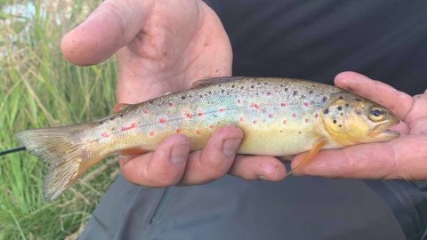 bækørred hover å lystfiskeri trout bachforelle