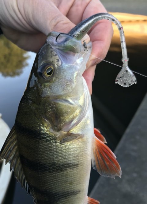 vonå aborre barsch perch fiskeri dropshot Vestjylland